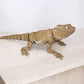 Bearded Dragon
